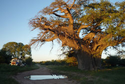 Weltweite Expeditionsreisen, Reisen mit Expeditionscharakter weltweit - Angola - Der Baobab dient uns als bernachtungsplatz